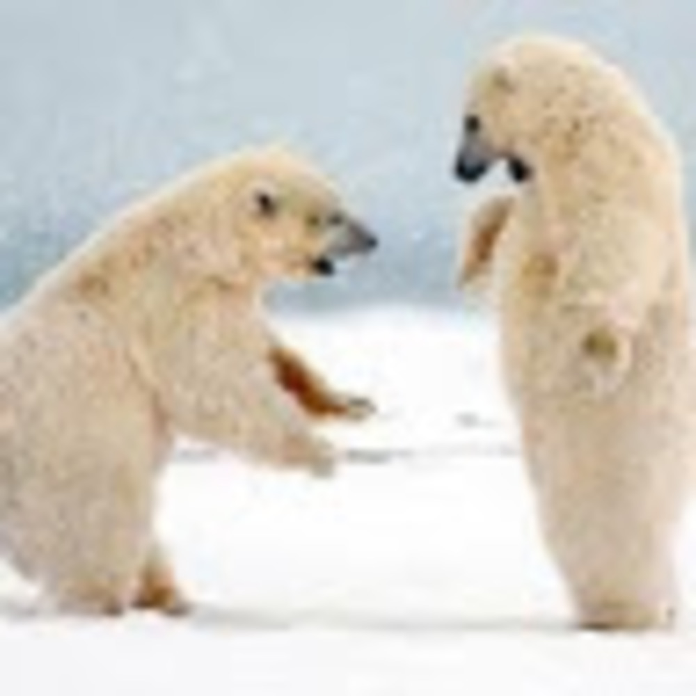 Meet your Posher, Itsmaddie